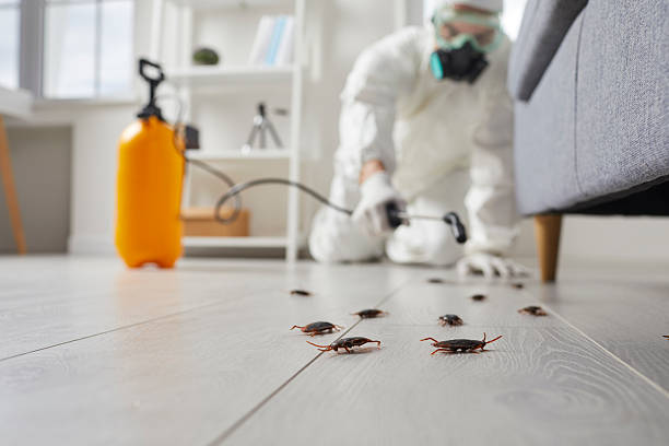 Affordable Termite Control solutions in Tashua, CT
